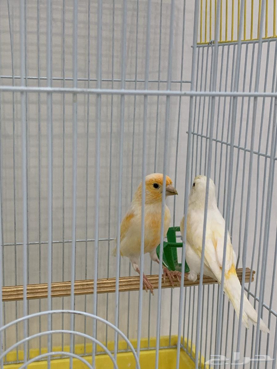 European Canary Cage for Sale64096797113603112