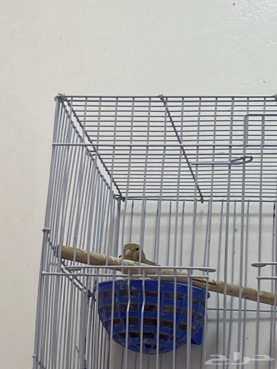 Isabelle female canary with eggs underneath64072535218946111