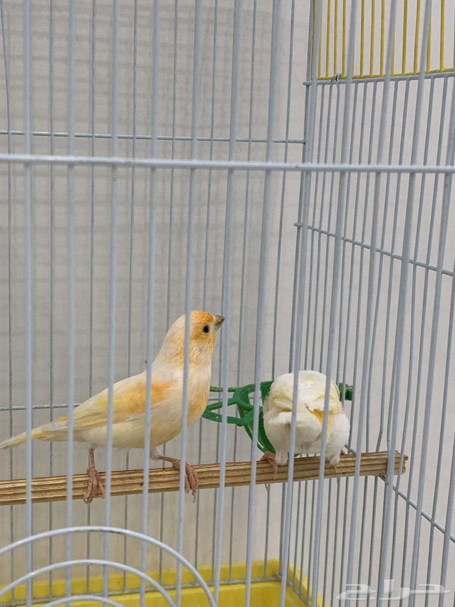 European Canary Cage for Sale64096797113603113