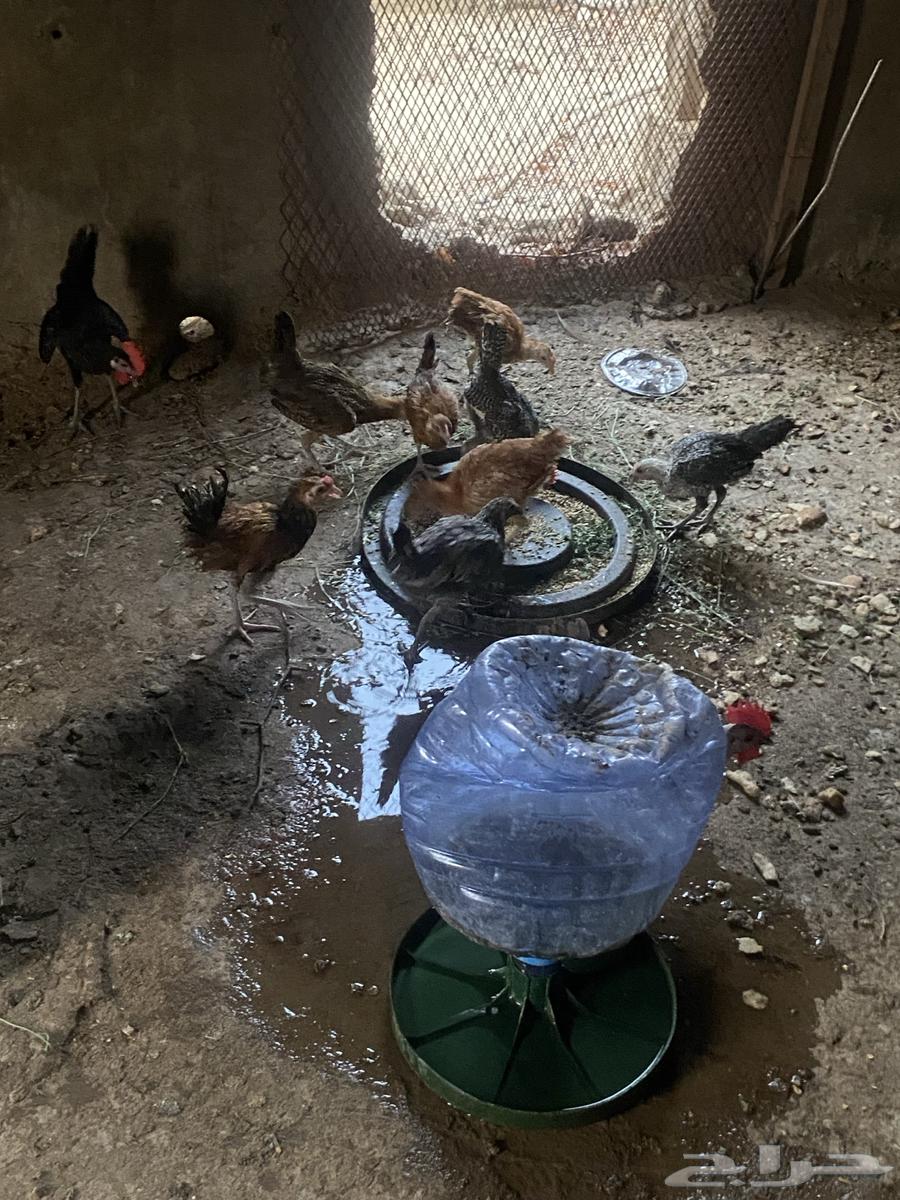 دجاج للبيع64097040423937111