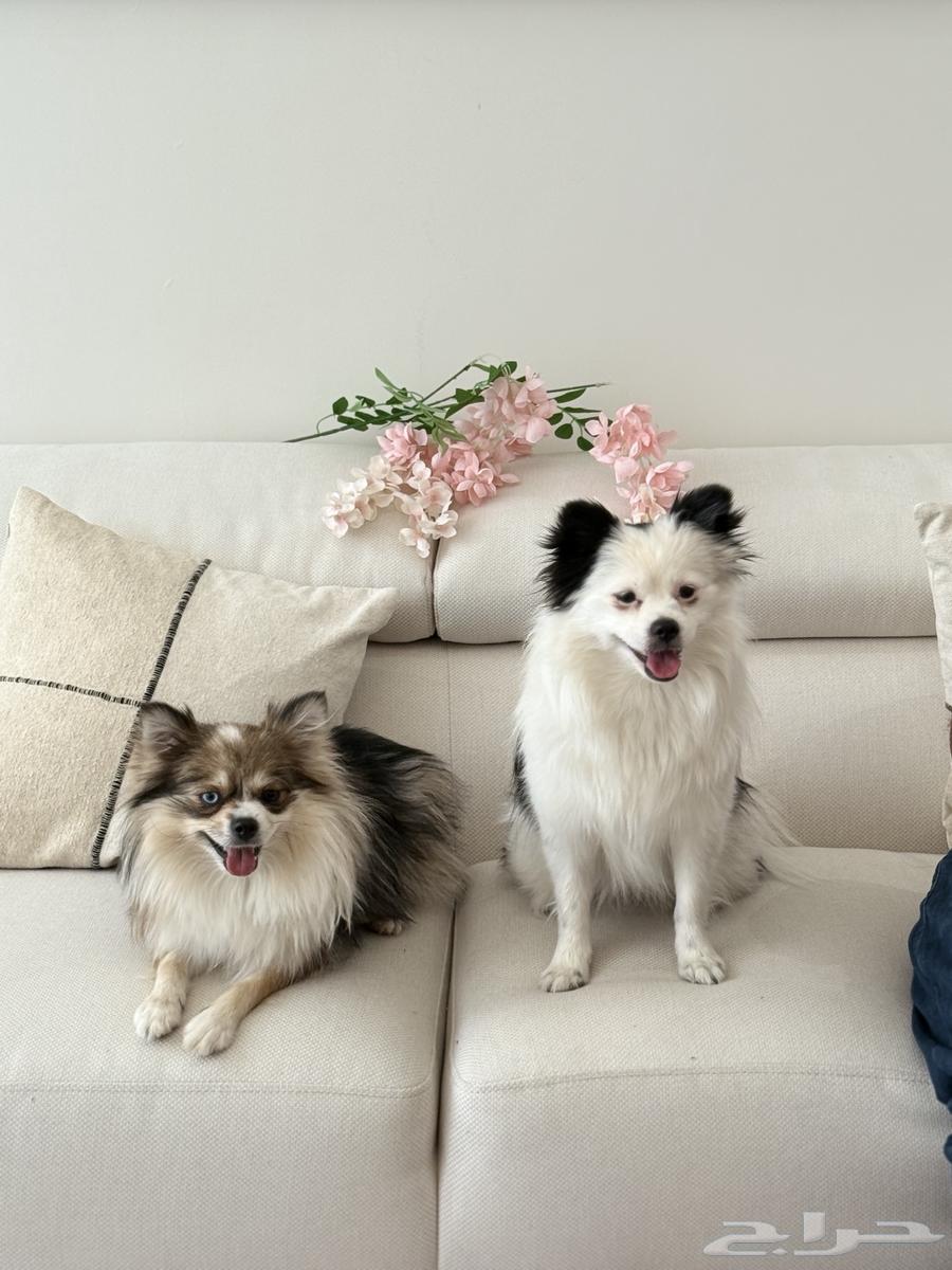 Cacwzy - Pure Pomeranian ( sold out )64096917304066111