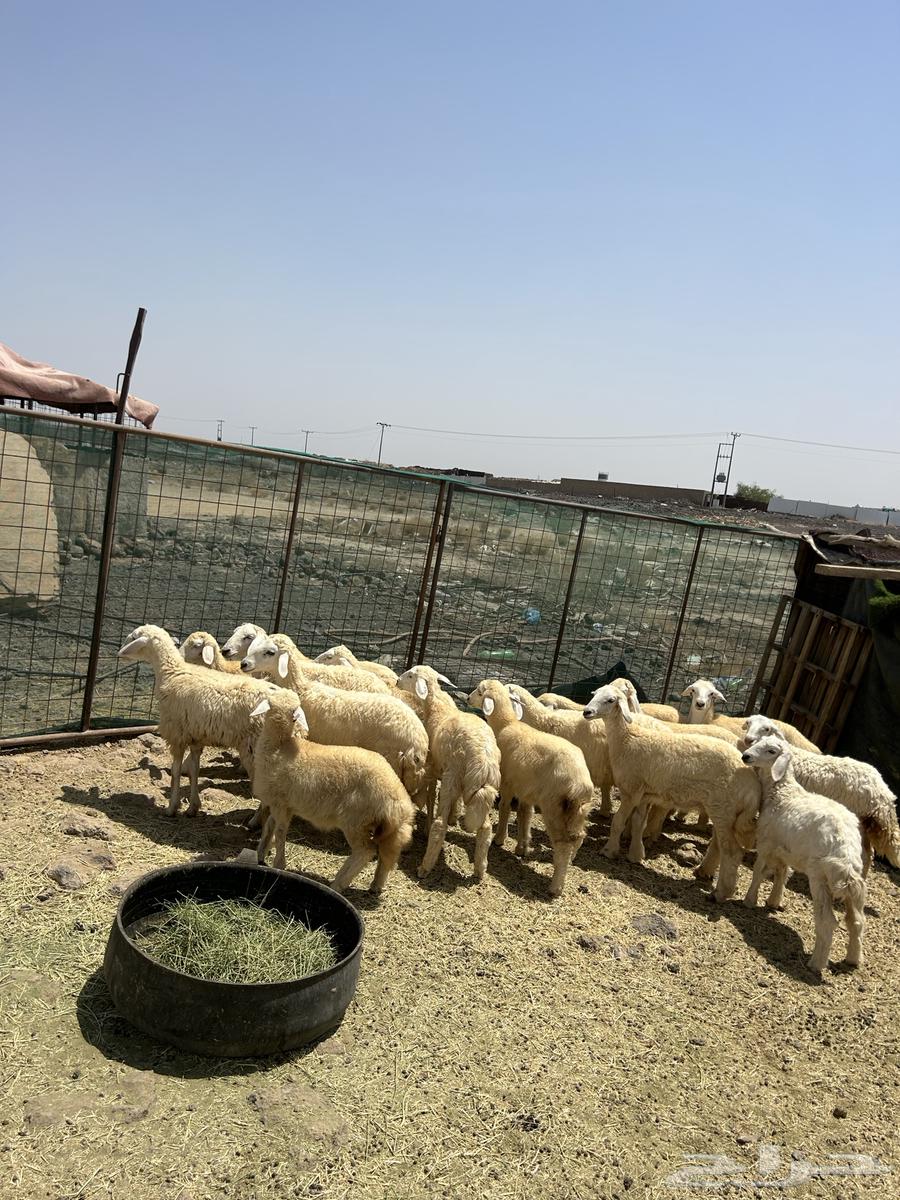 Rakhal Hurriyat Al-Hud (870) Sold64096795199234112