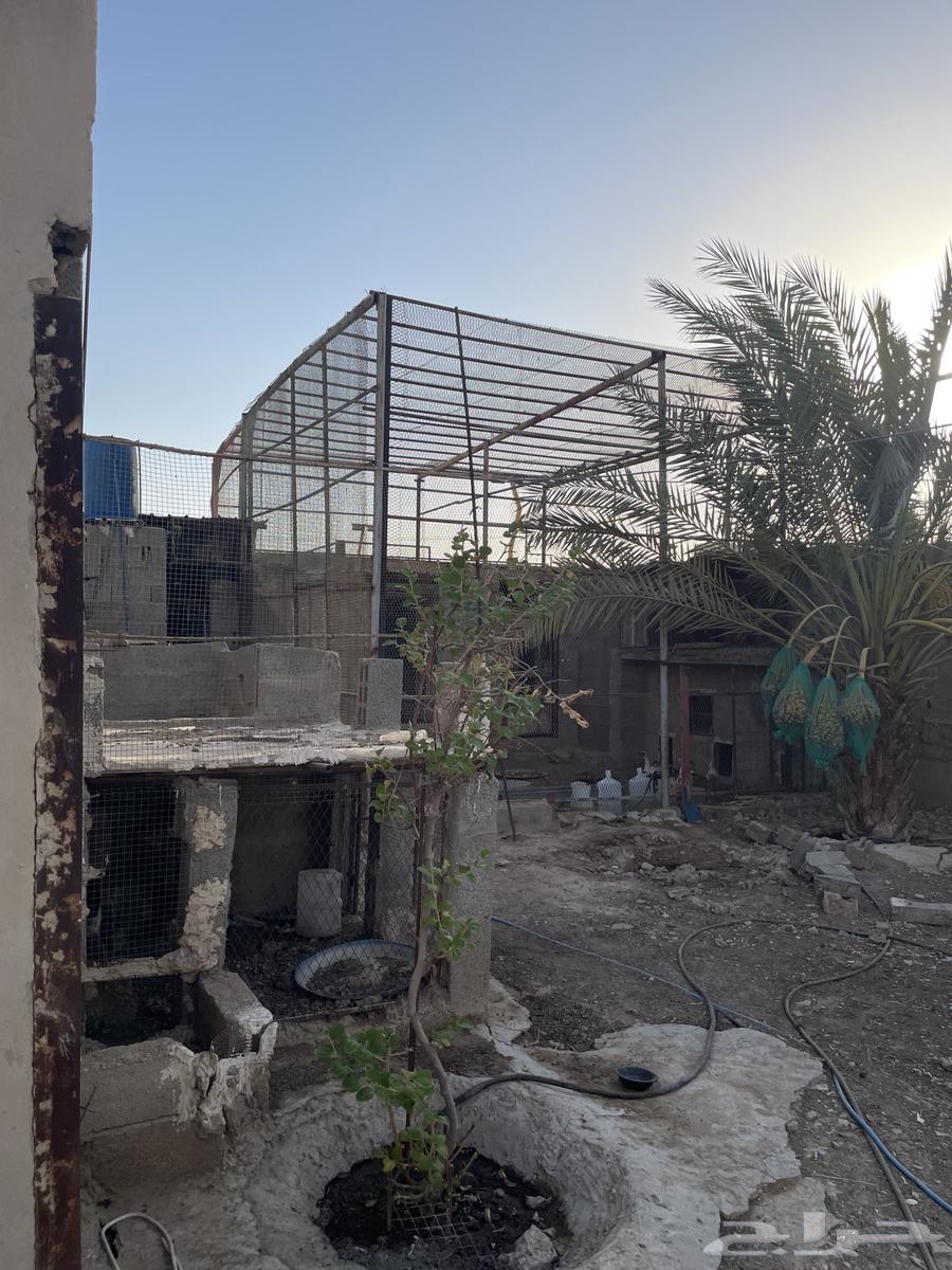 Very large nest for sale, location Al-Kharj64096912371585111