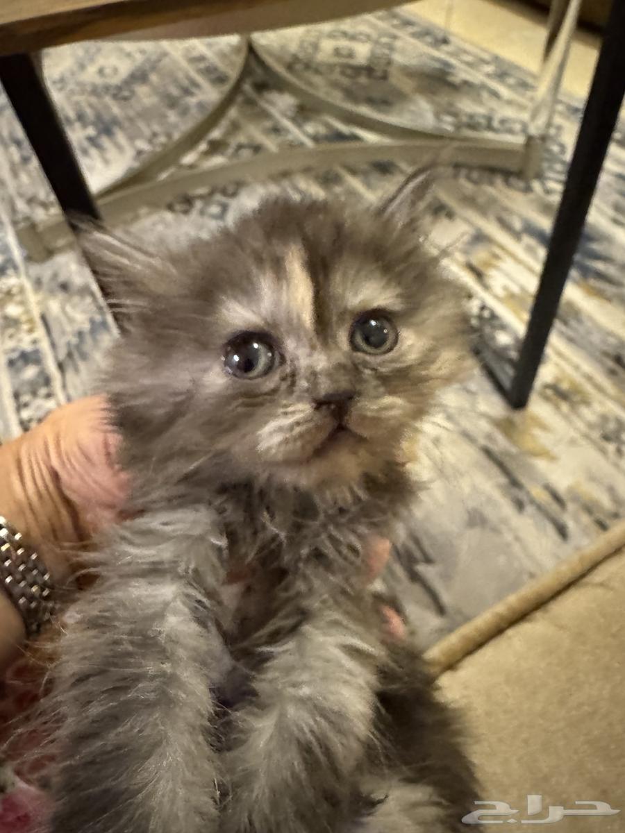 Kittens one month and one week old64096786586243112