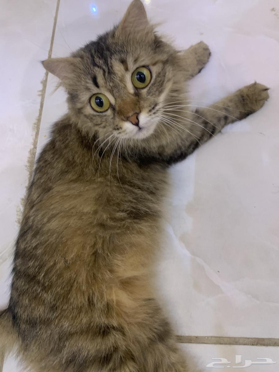 Female Persian cat for sale64096907298562113