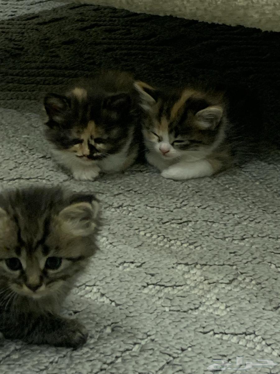 قطط صغيره للبيع64096788933377114
