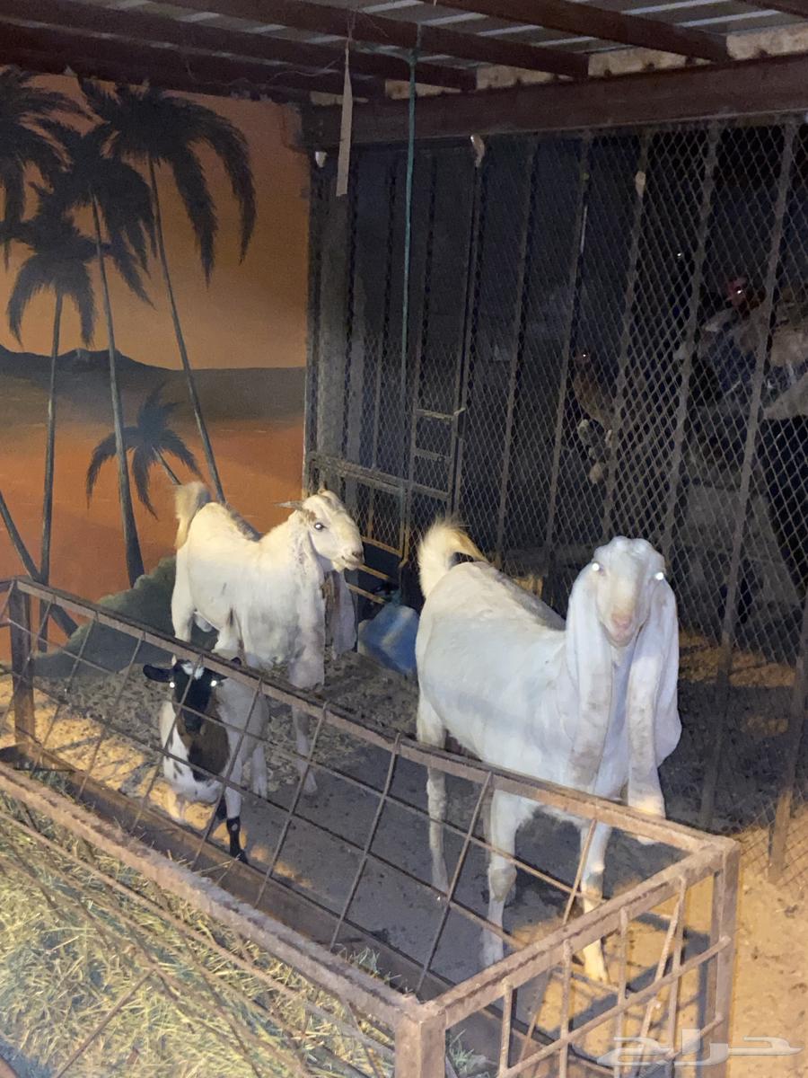 Dutch hybrid goat 7 rare breeds64096774832899110