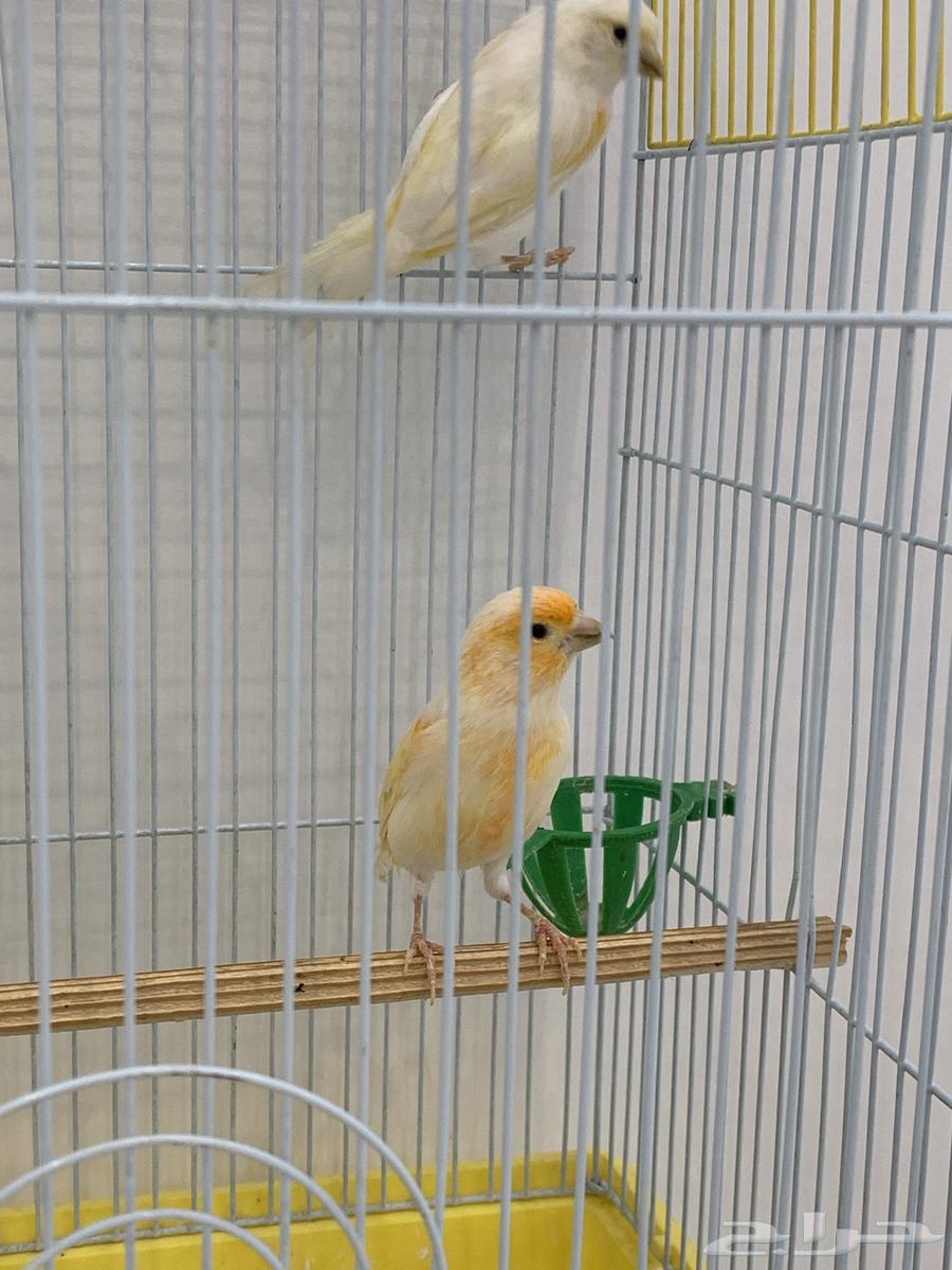European Canary Cage for Sale64096797113603111