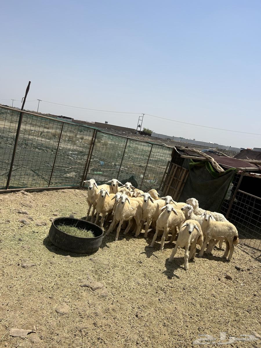 Rakhal Hurriyat Al-Hud (870) Sold64096795199234111