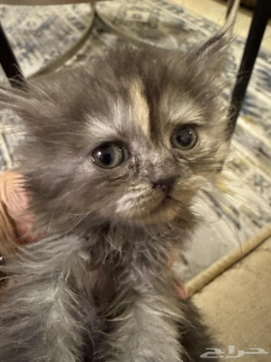 Kittens one month and one week old64096786586243111