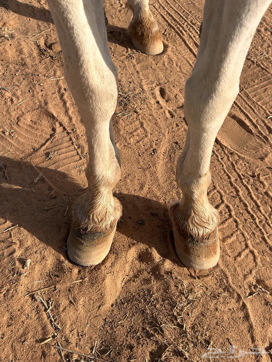 For sale Shagya Arabian Pony mare64096659692802112