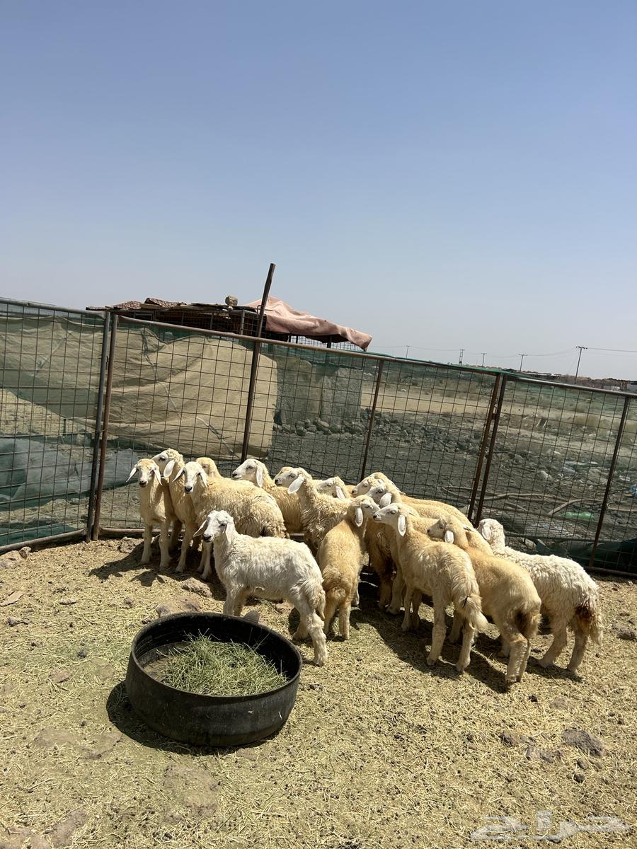 Rakhal Hurriyat Al-Hud (870) Sold64096795199234114