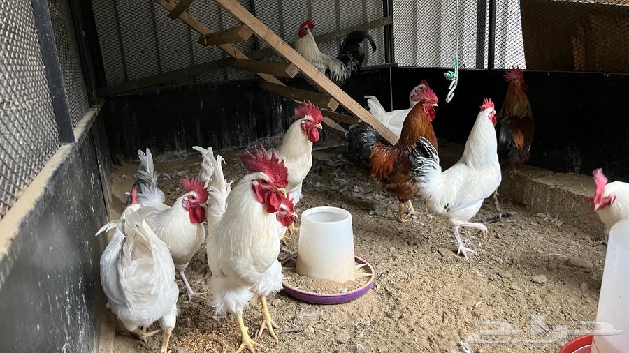 Premium breed turkey roosters for sale, retail and wholesale63952618952961114