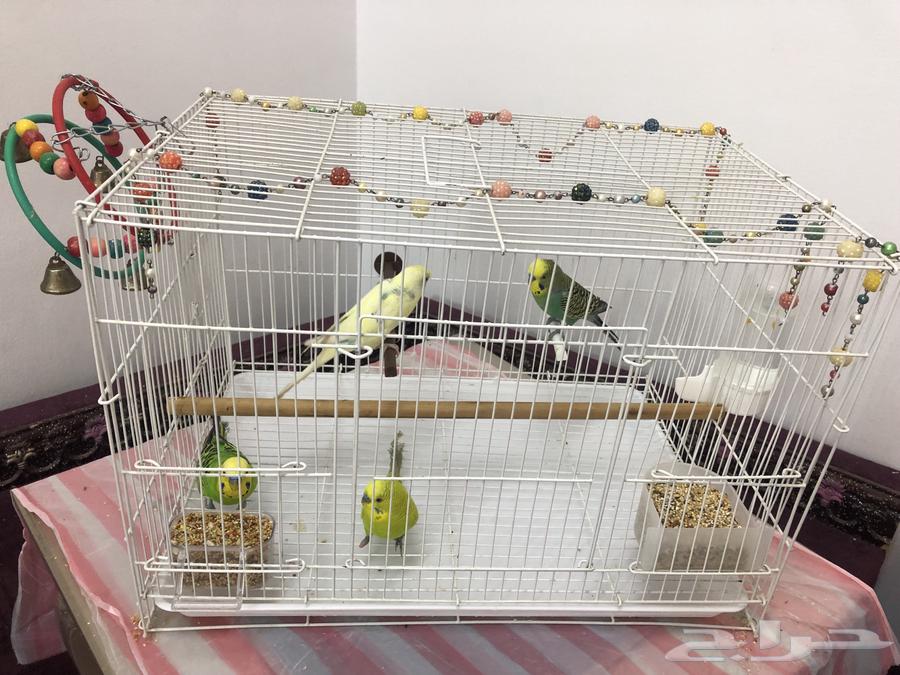 For high-end homes, 4 birds, MashaAllah64096663272705111