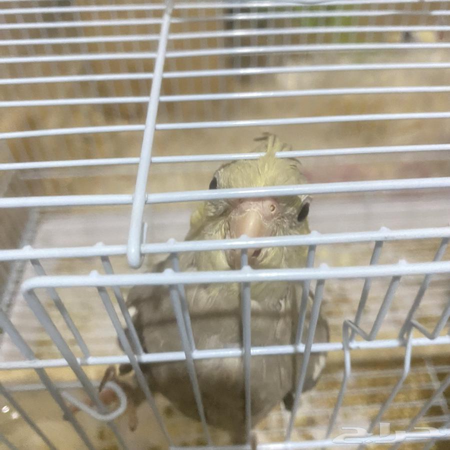 For sale two crown birds, both worth 2000, but they are a bit scared because they want to play64097043155330111