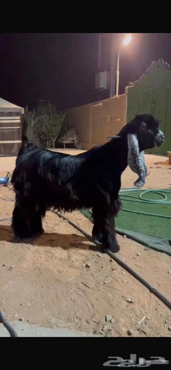 Discount breed male goat for sale64097037258626111