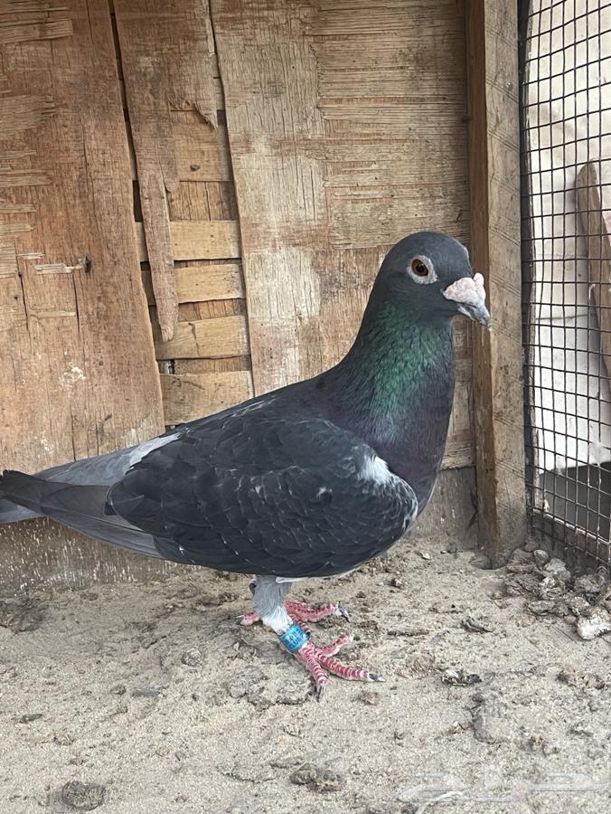 Kuwaiti Zajel rooster64097044369281111