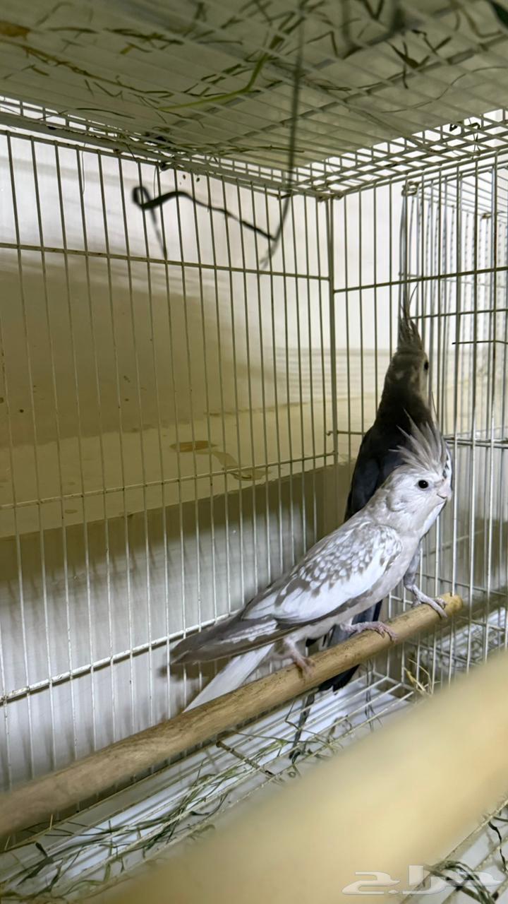 Crown Parrot Pairs (Sold)64096660713603114