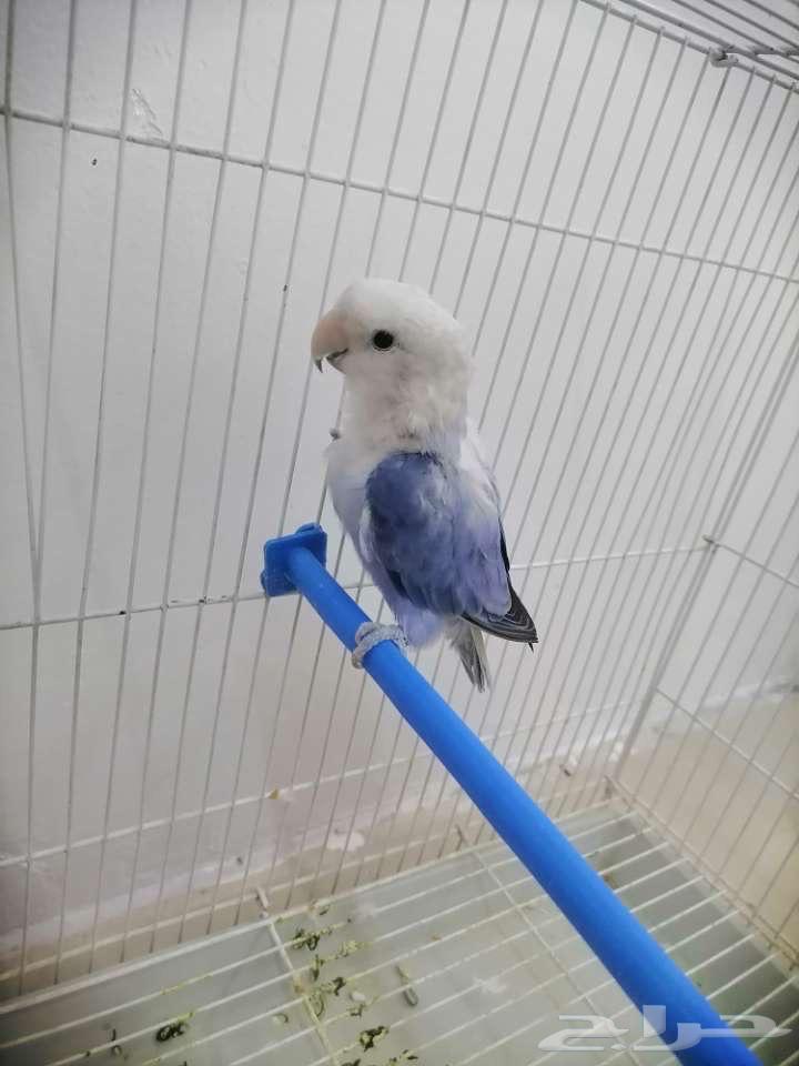 Rose pigeon for sale64096787642371111