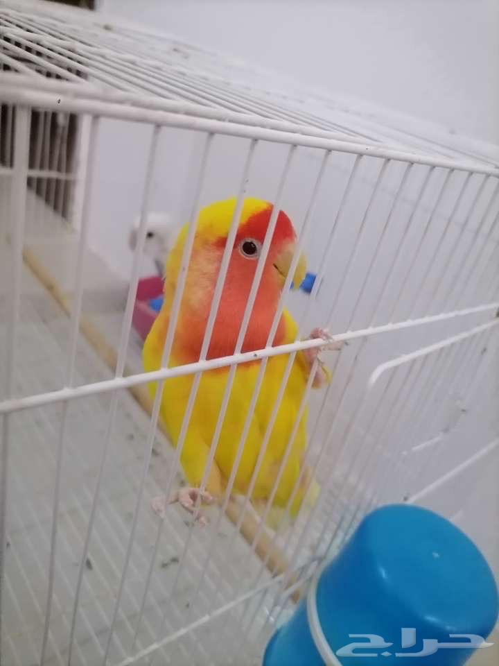 Rose pigeon for sale64096787642371110