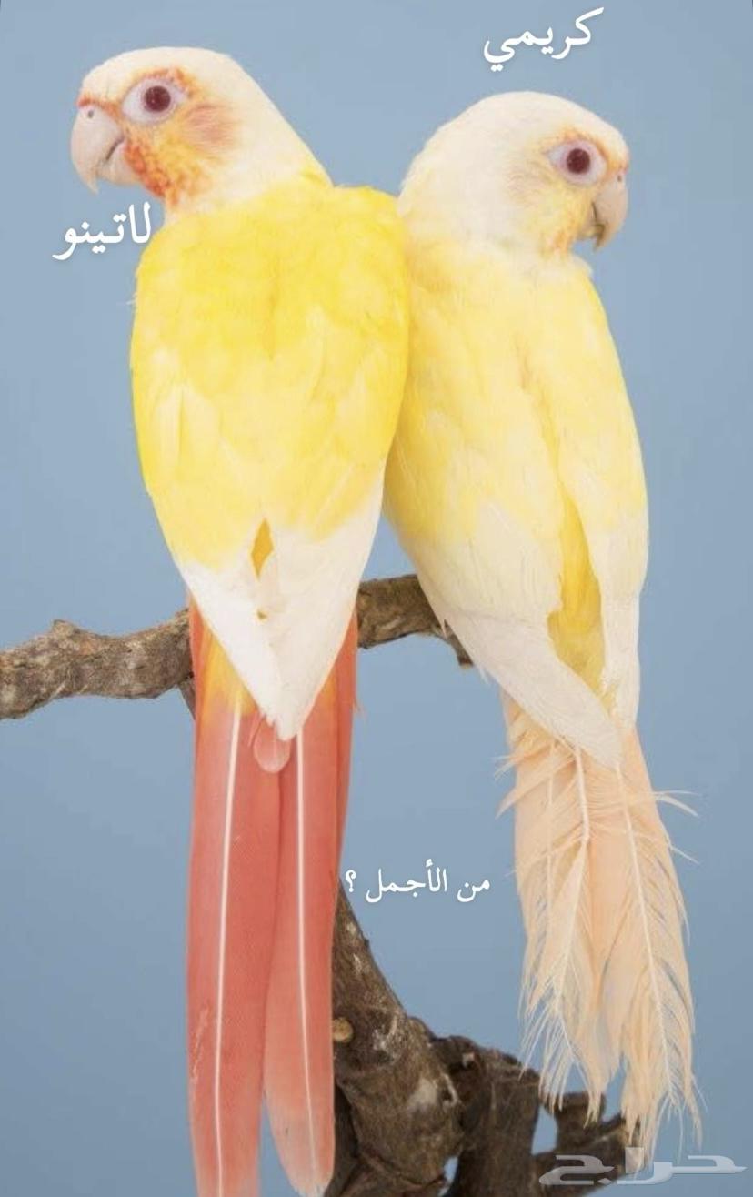 تم البيع فروخ كنيور فالو ( عيون حمراء )63709194660098111