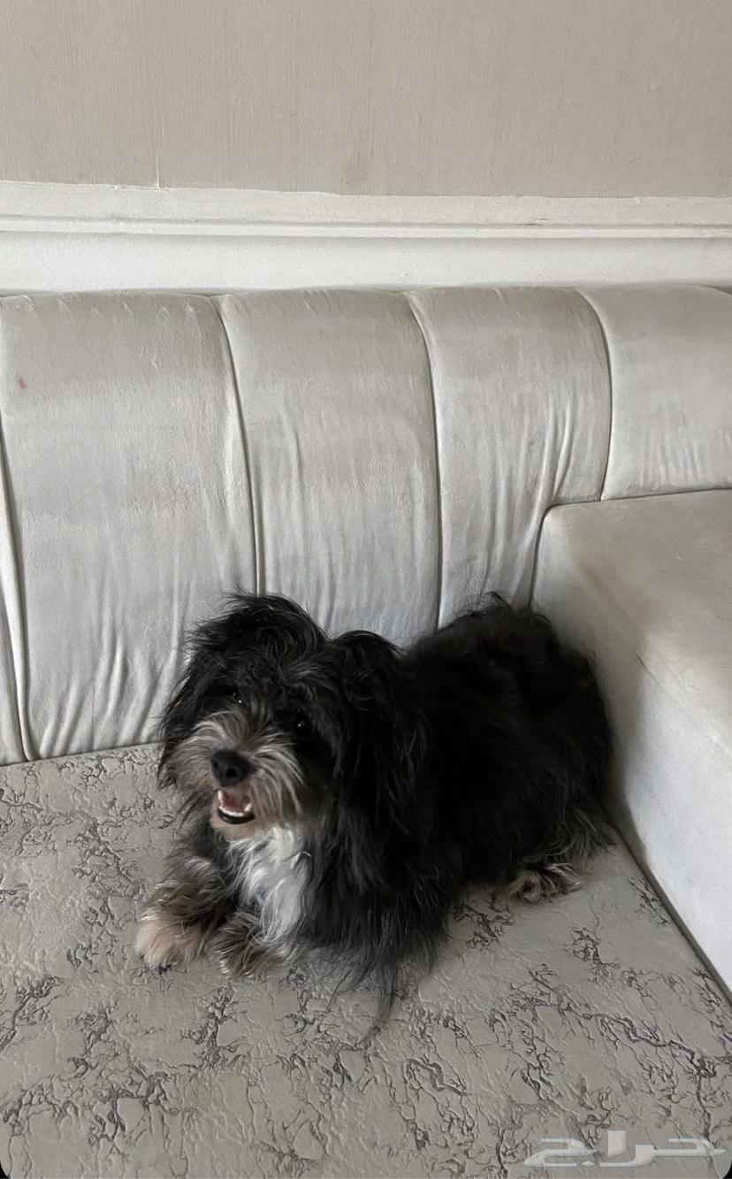Maltese dog64096776241537113