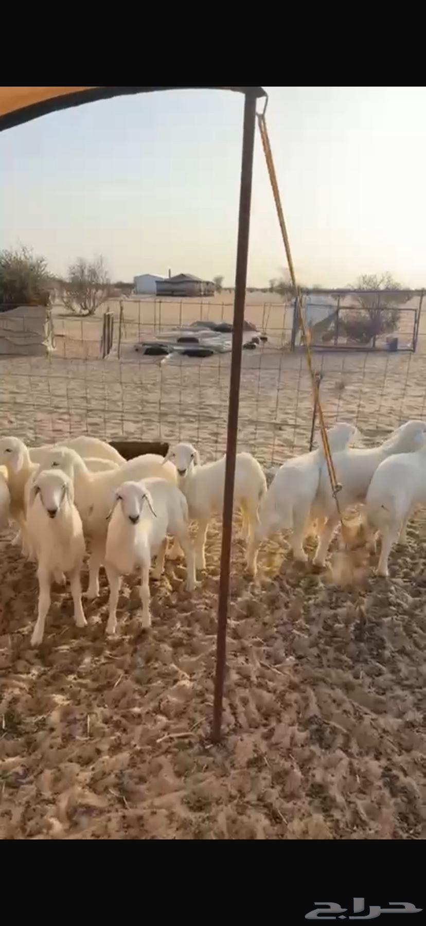 للبيع رخال شحم وأطراف64097038678401111