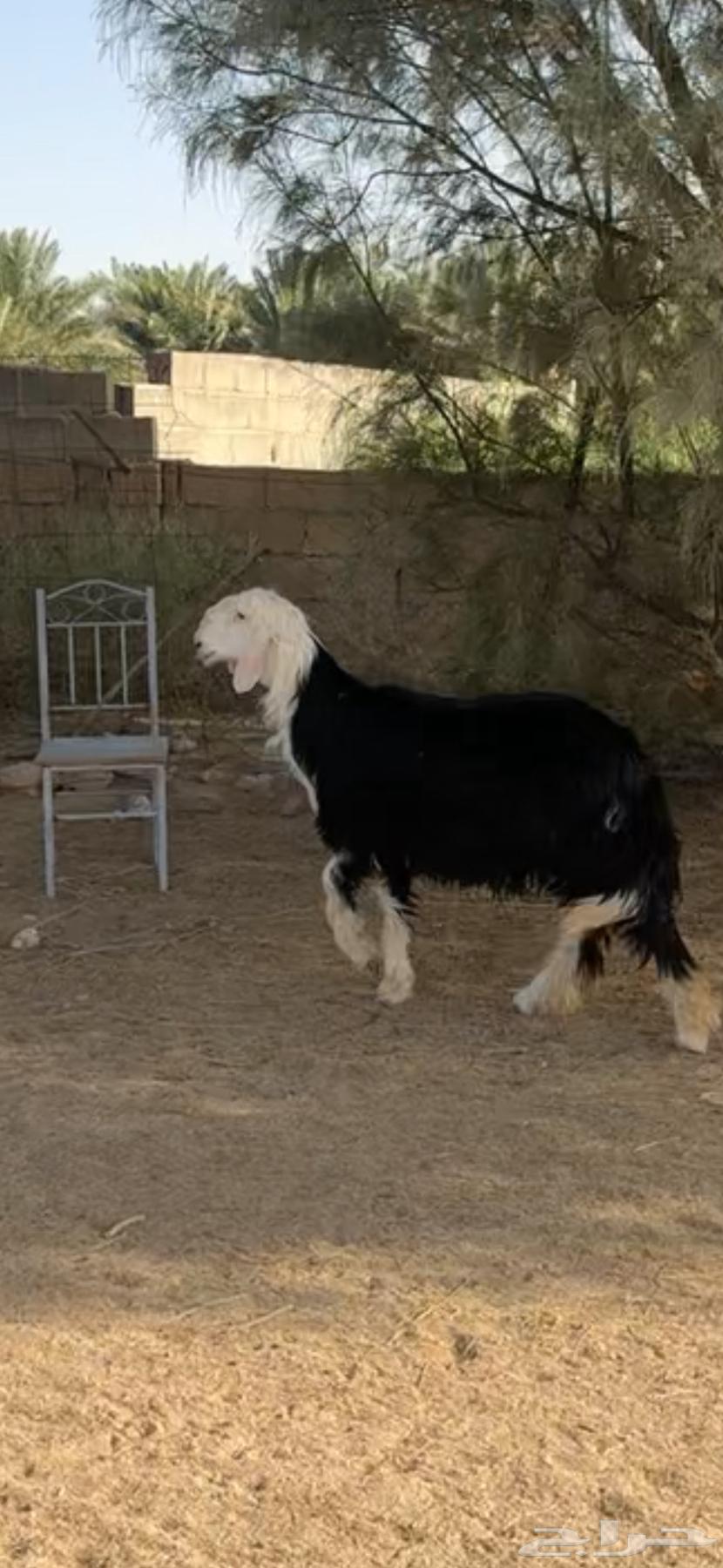 Najdi Horse for Sale, Good Temperament63619151285379112