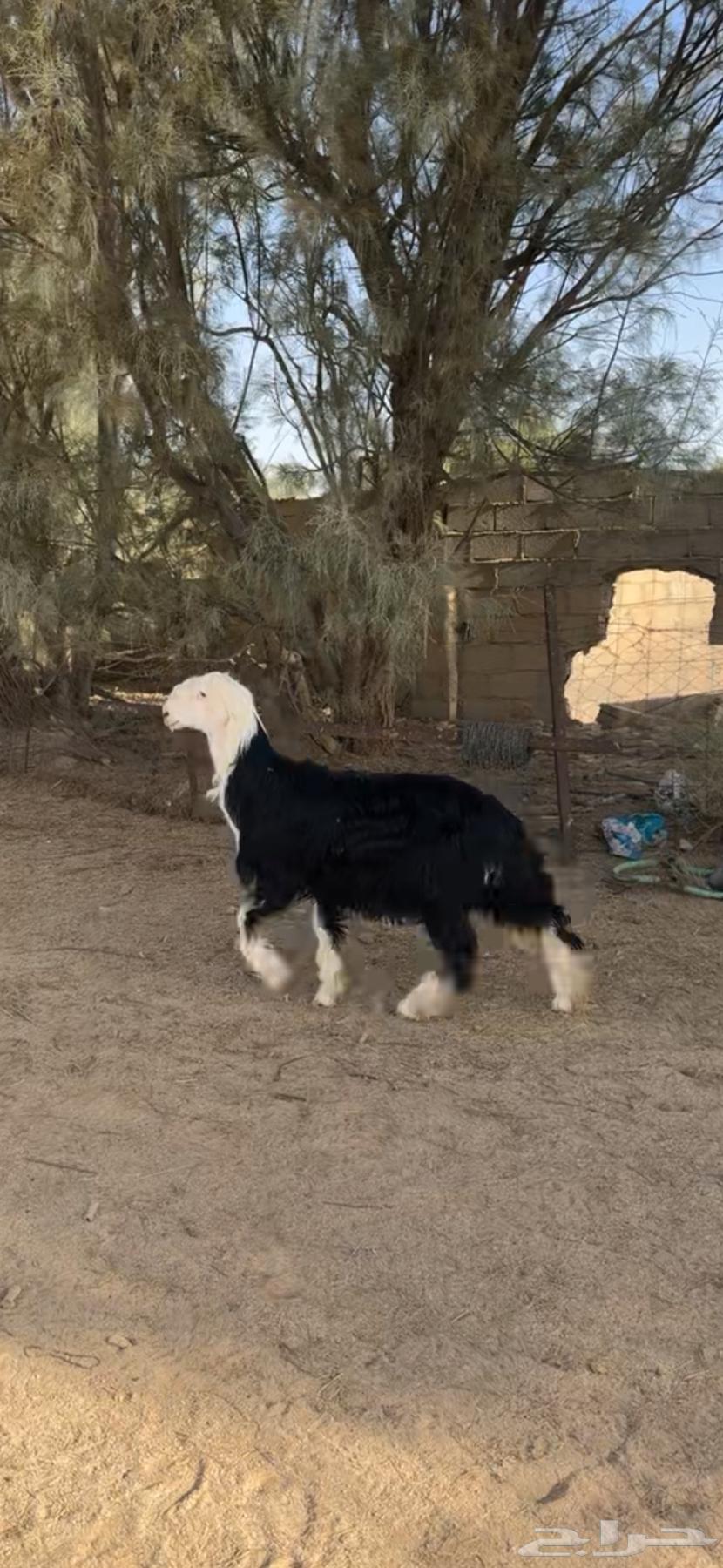 Najdi Horse for Sale, Good Temperament63619151285379114