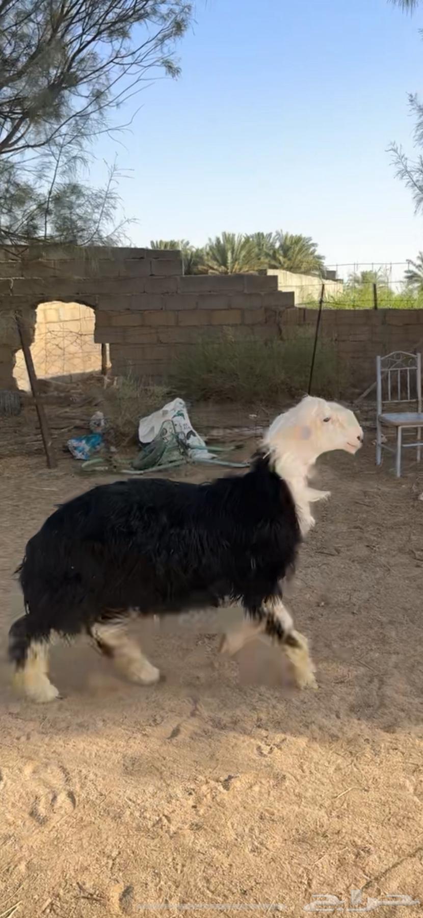 Najdi Horse for Sale, Good Temperament63619151285379113