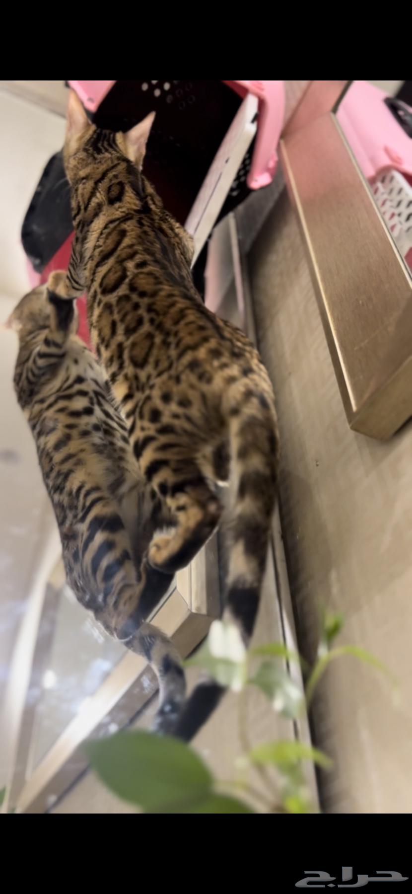 Bengal cats strong levels and imported for sale63619150877186111