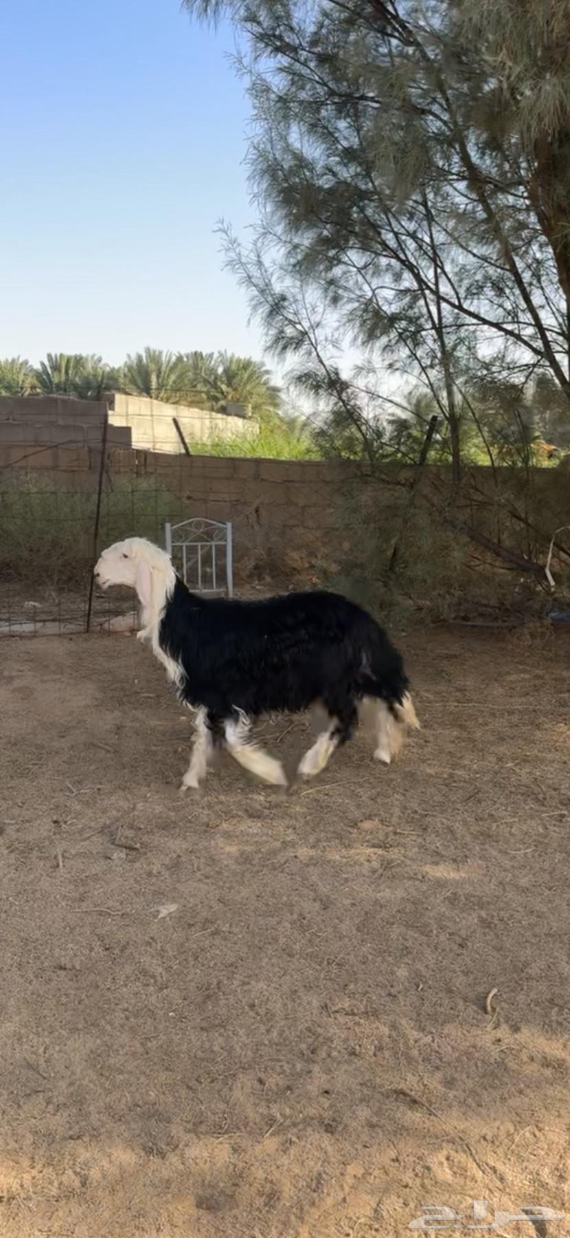 Najdi Horse for Sale, Good Temperament63619151285379111