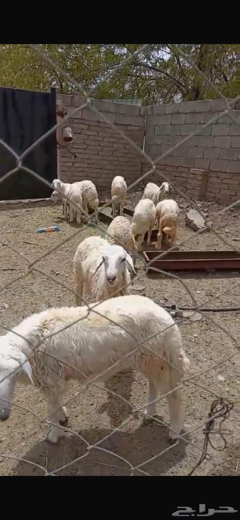 Sheep for sale64096915037057110
