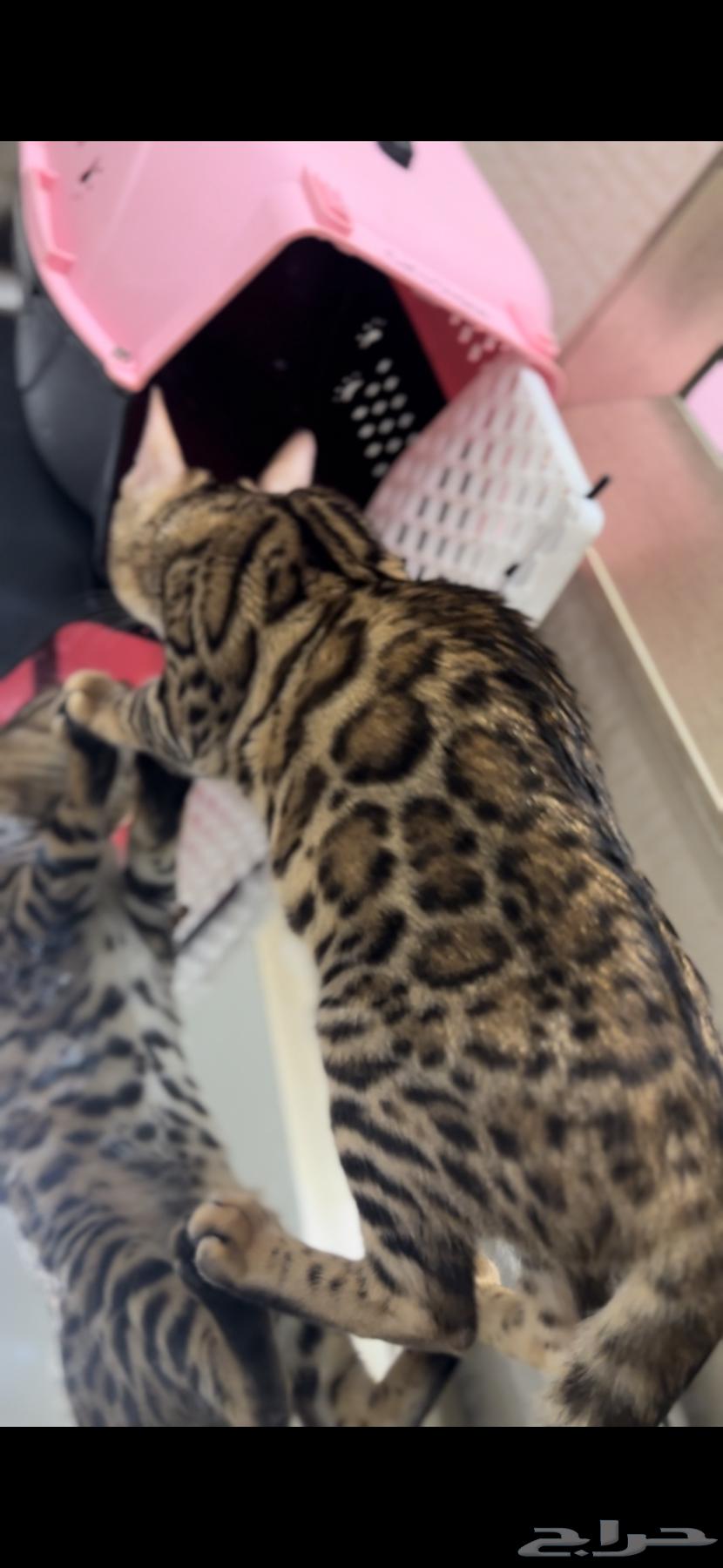Bengal cats strong levels and imported for sale63619150877186112