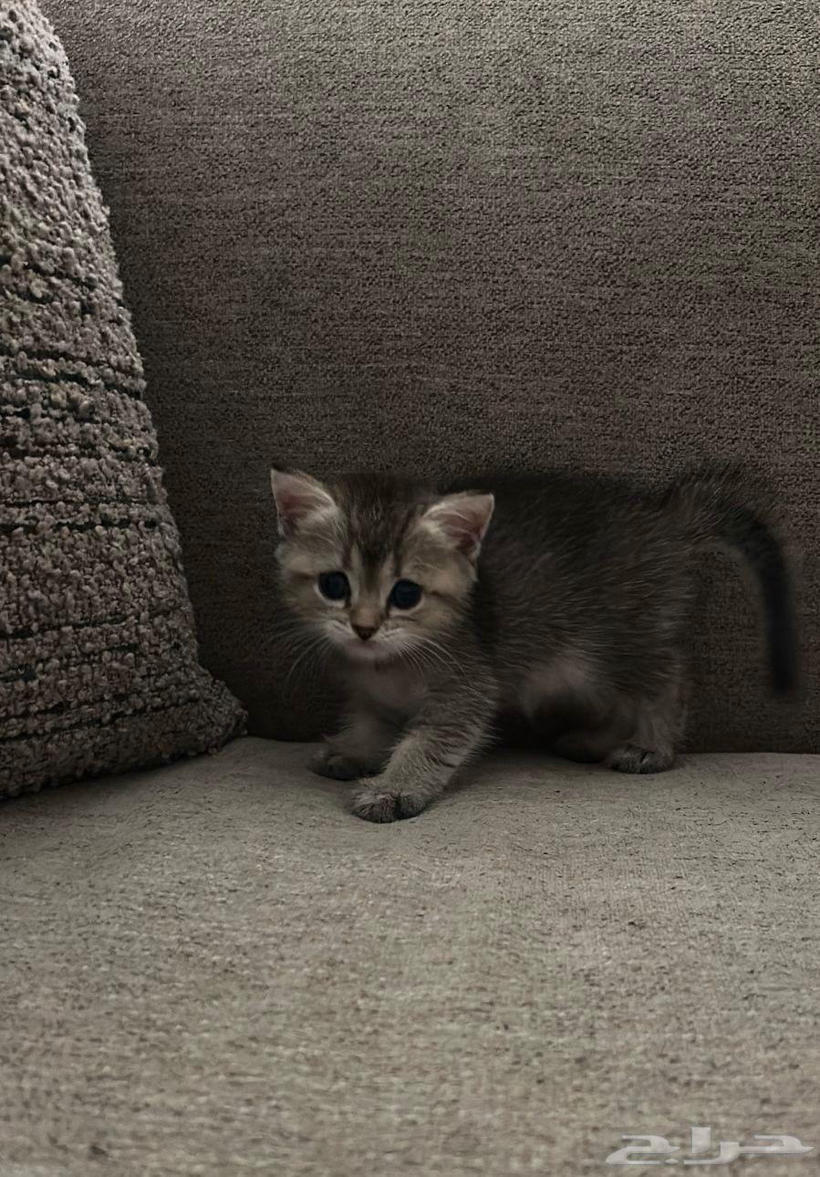 Scottish Fold kittens for sale64096793107585113