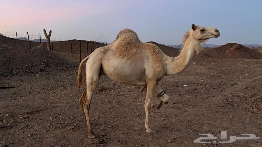 ناقه للبيع63702427822722111