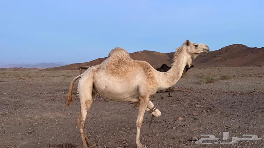 ناقه للبيع63702427822722113