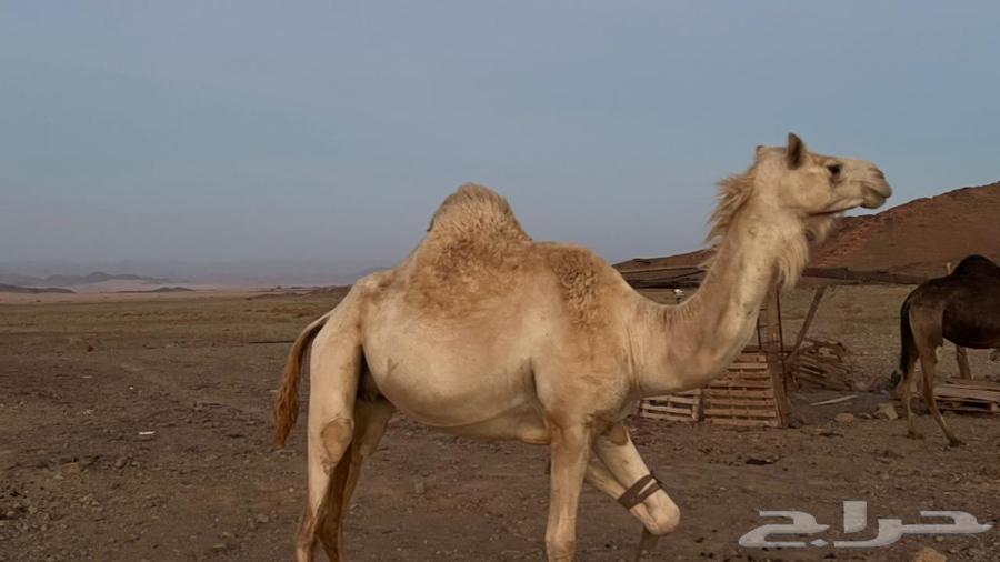 ناقه للبيع63702427822722112