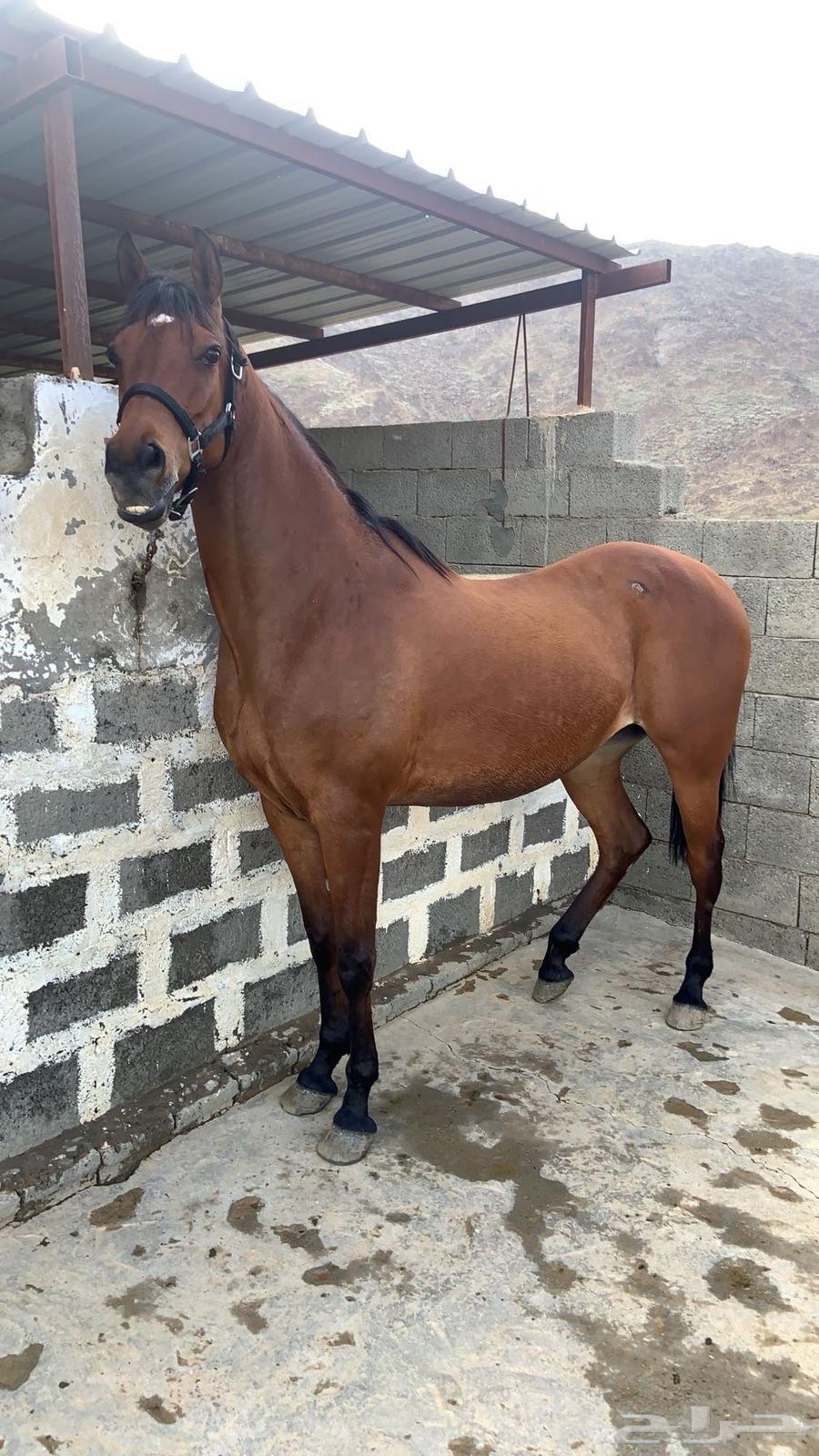Popular horse64112454116482111
