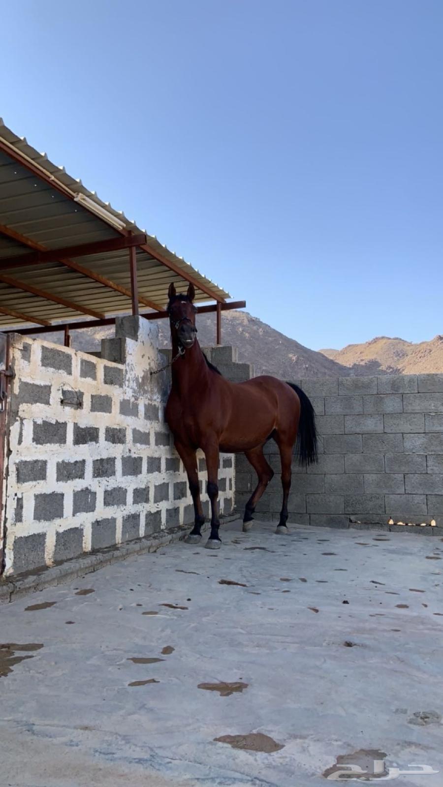 Popular horse64112454116482113