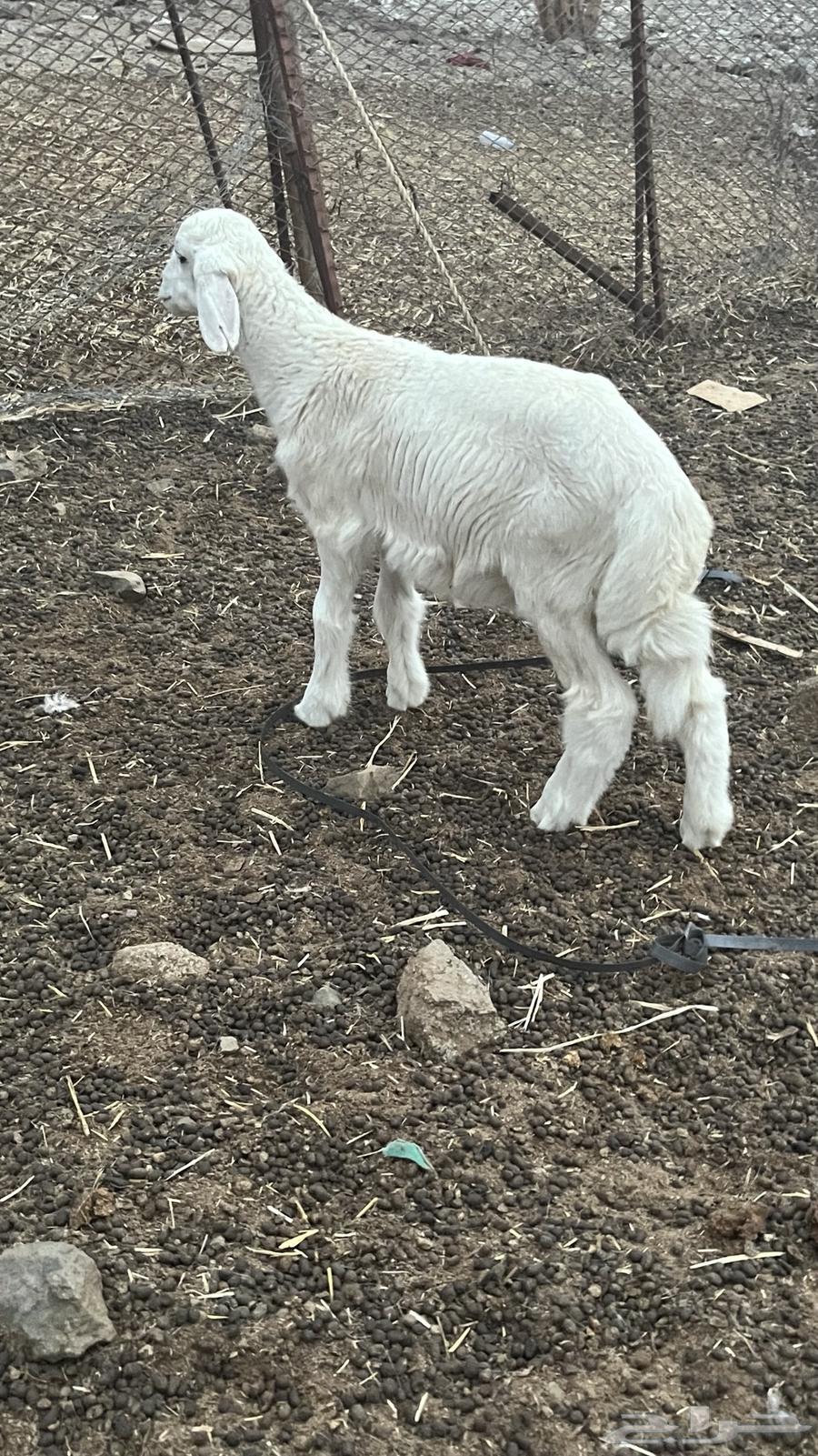 A two-and-a-half-month-old Talai Hari64116831353731110