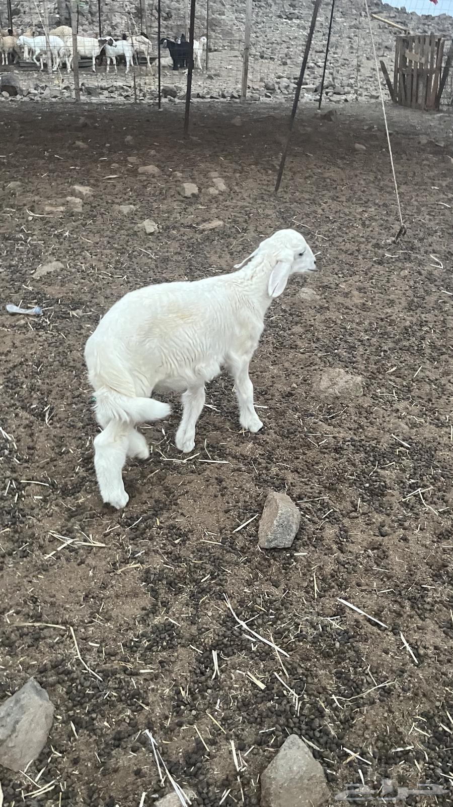 A two-and-a-half-month-old Talai Hari64116831353731111