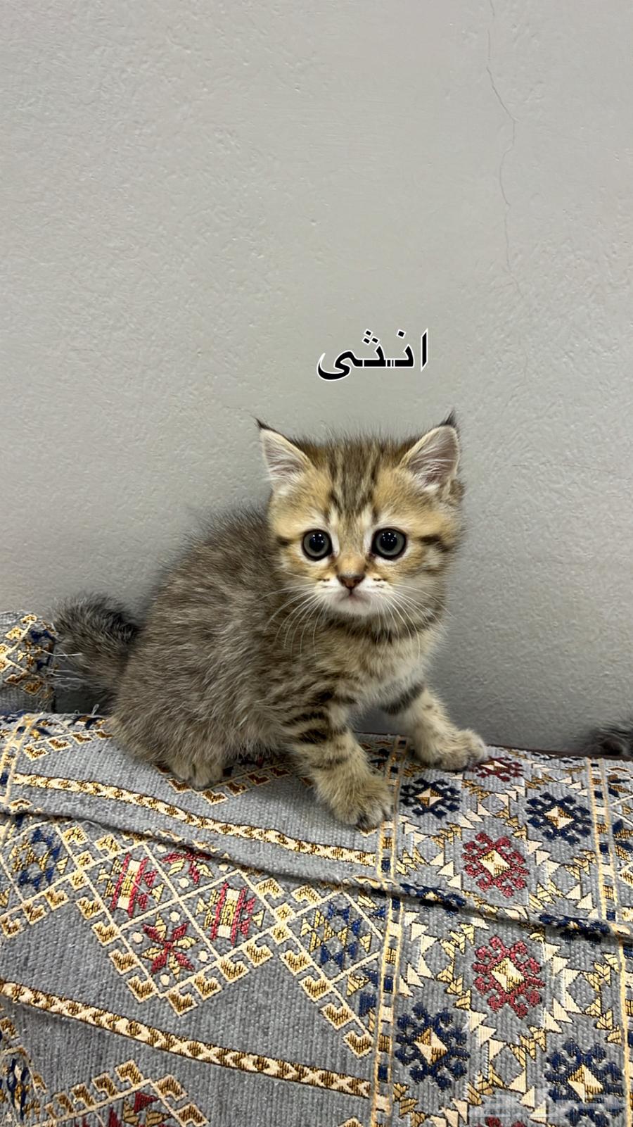 Two-month-old kittens.64116946370305113