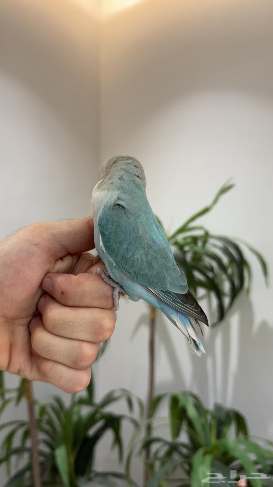 A very cute rose parrot64105986280705114