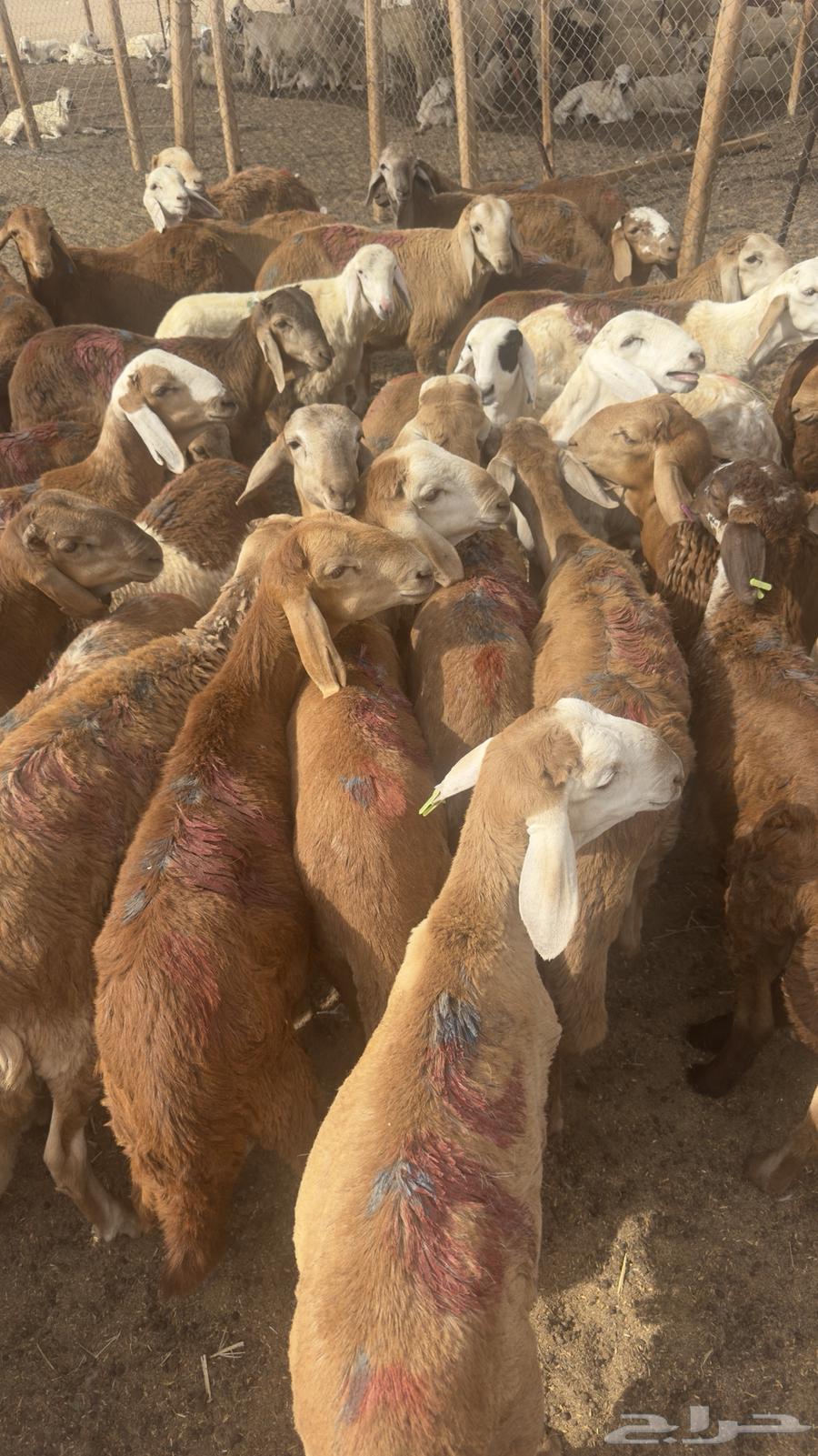 طليان سواكني السعر 72064102186570882110