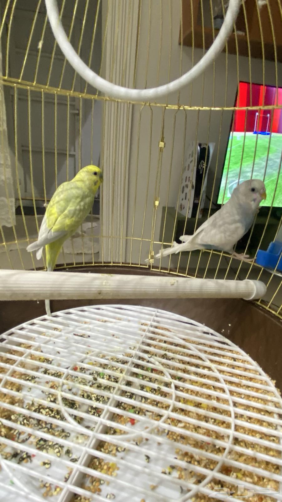Lovebird Pair for Sale, Healthy and Clean64114206027395111