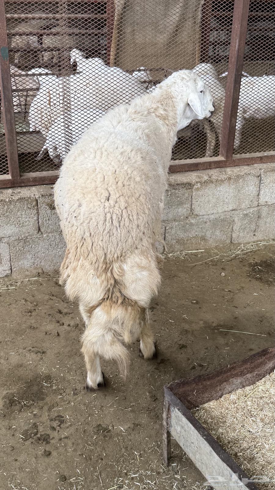 Stud for sale, conditionally guaranteed64112356884098113