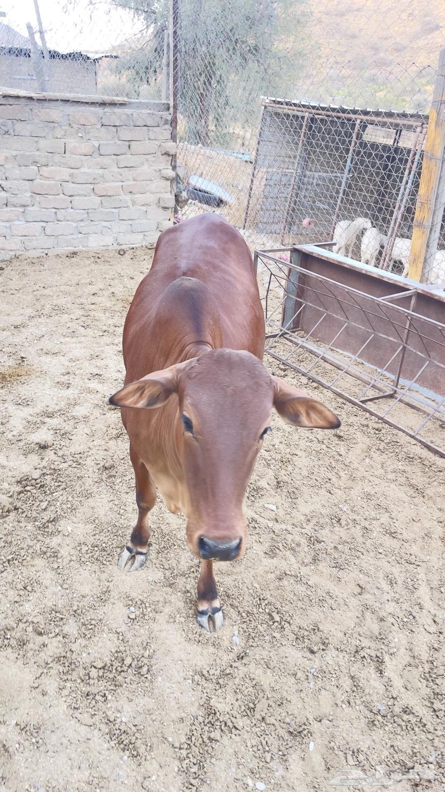 Quarter Sale of Sheep64106449608066110