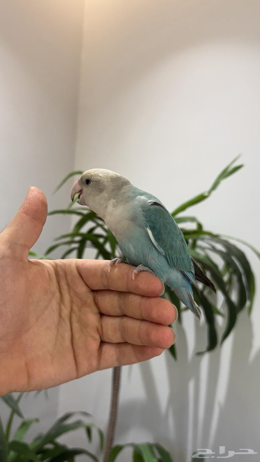 A very cute rose parrot64105986280705112