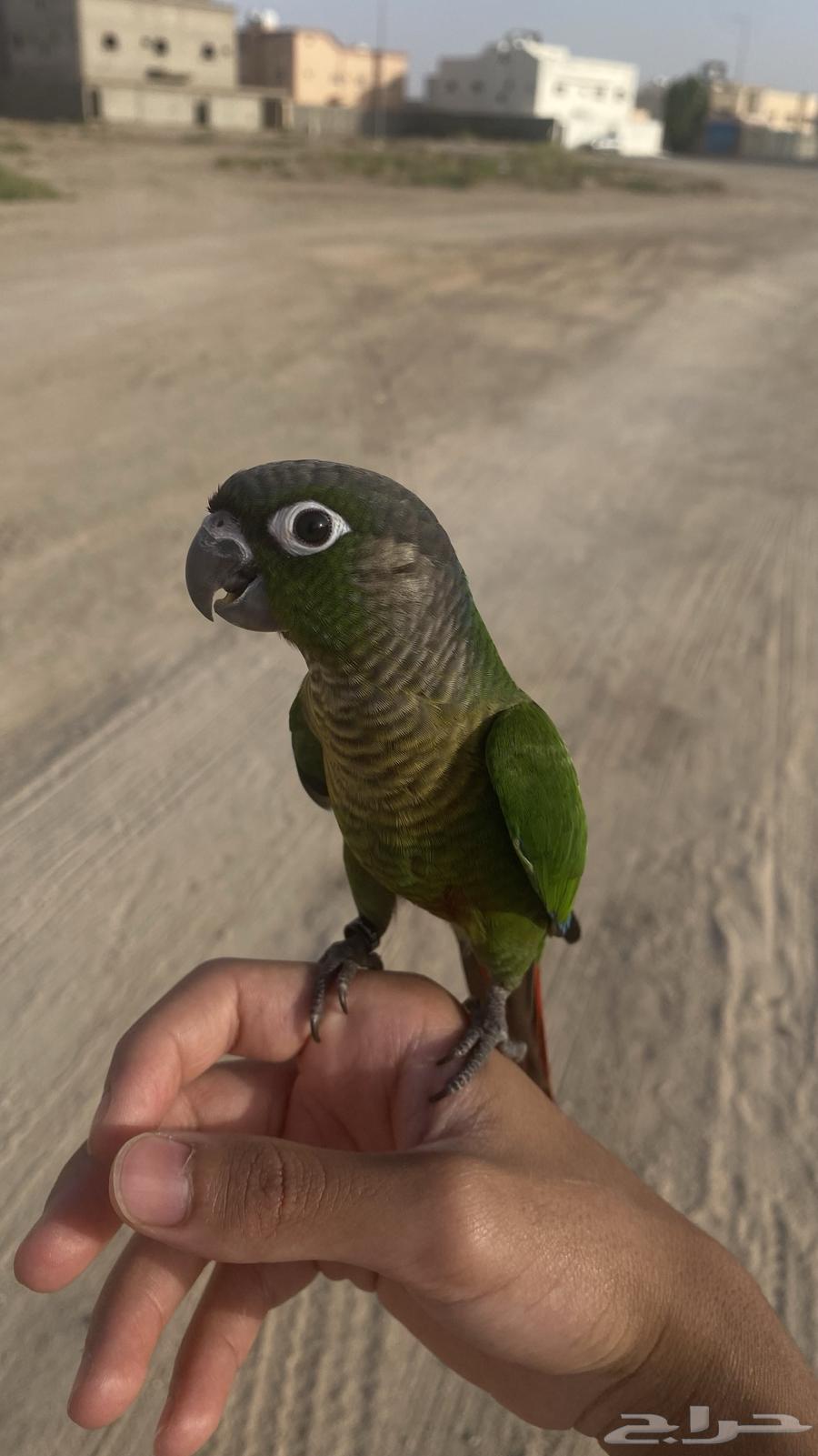 Conure with External Crest64098352141443110